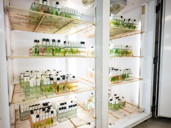 Refrigerator shelves with vials of algae.