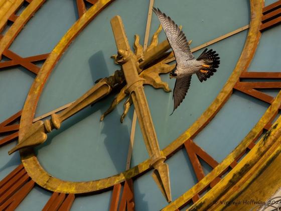 A peregrine falcon flies in front of the clock at the top of the University of Texas at Austin Tower.