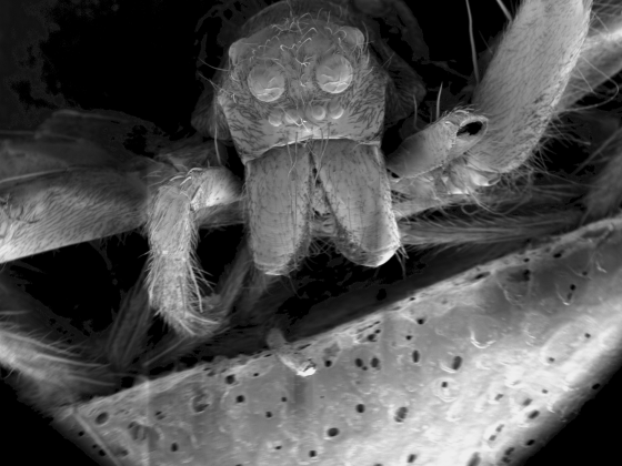 A close up, black and white image of a wolf spider through a microscope.