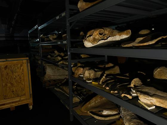 Rows of skulls and bones from prehistoric animals line shelves in a dark room.