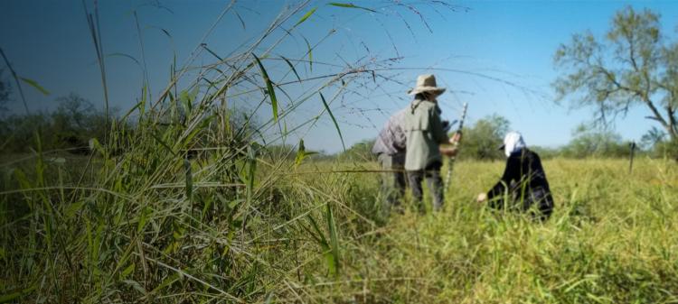 A tall stand of Guinea grass with field researchers standing in the distance.