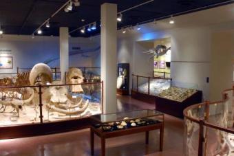 Texas Science & Natural History Museum