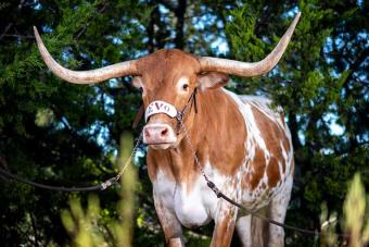 Bevo standing majestically in front of trees
