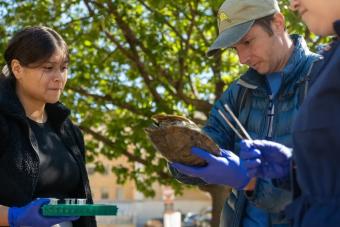 Students and a professor take samples from turtles to learn more about their ecosystem and health.