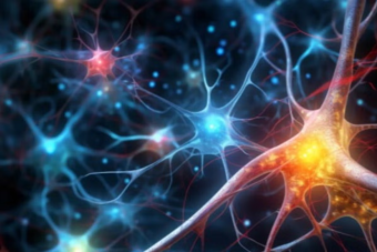 An illustration of a network of neurons in the brain.