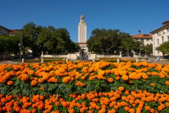 A bed of orange flowers on the University of Texas at Austin campus; in the background, Littlefield Fountain and the UT Tower against a clear blue sky.