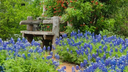 Bluebonnets at the Lady Bird Wildflower Center